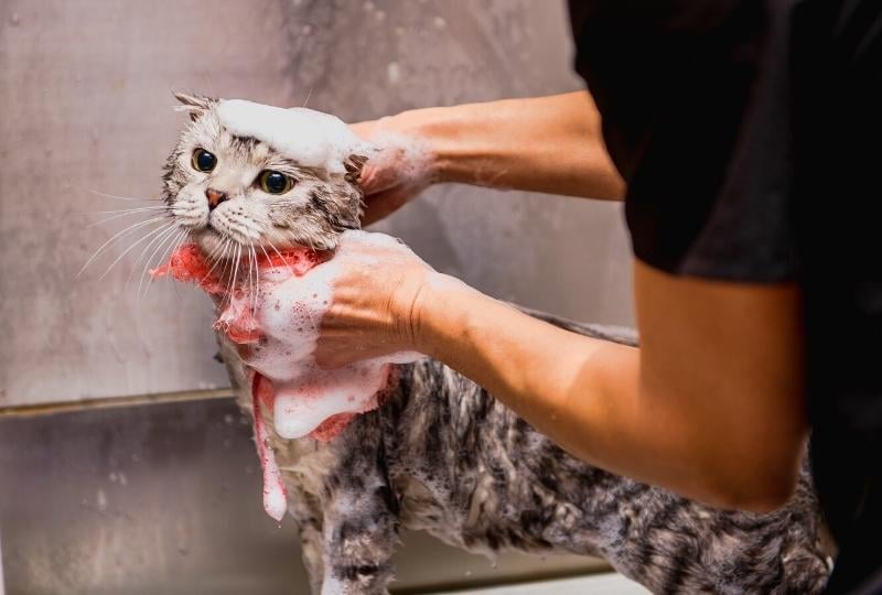 cat-groomer-payment-processing