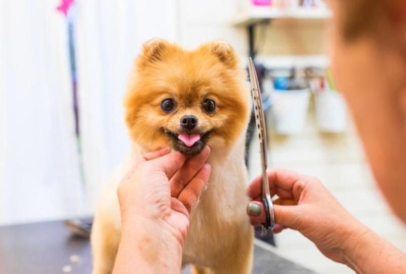 a-small-dog-getting-a-haircut