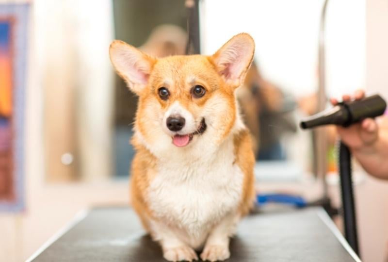 dog-getting-groomed-at-a-pet-salon