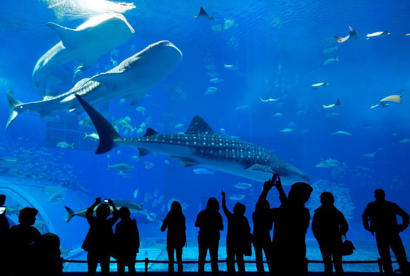 aquarium-credit-card-processing