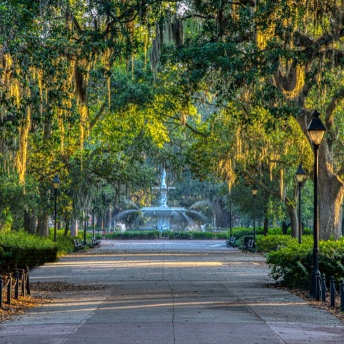 georgia spanish moss
